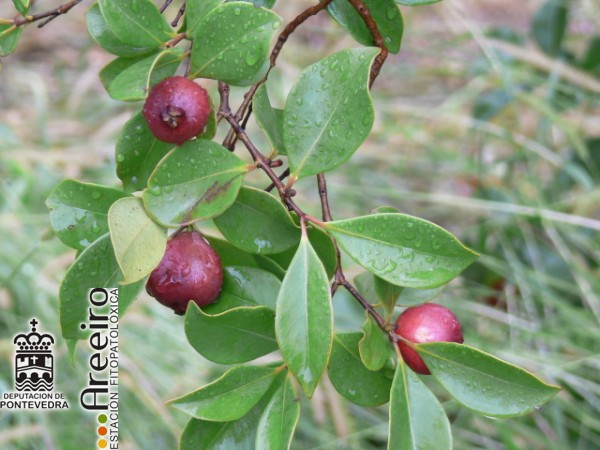 Guayabo fresa - Strawberry Guava - Guaiabo fresa (Psidium cattleianum) >> Guayabo fresa (Psidium cattleianum) - Fruto en el arbol_2.jpg